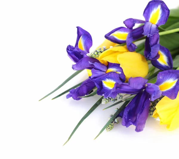 Vackra mörka lila iris blomma, tulpaner och muscari — Stockfoto