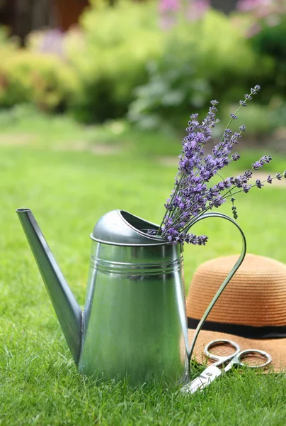 Lavender in watering can in the summer garden — Stock Photo, Image