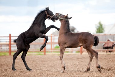 Two Friesian foals playing in field clipart