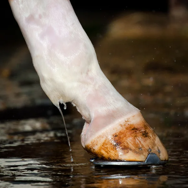 Мытье лошадиных ног — стоковое фото
