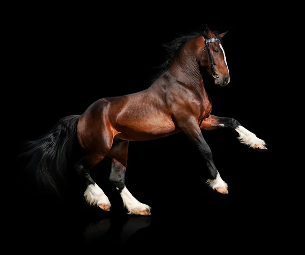 Bay häst isolerad på svart — Stockfoto