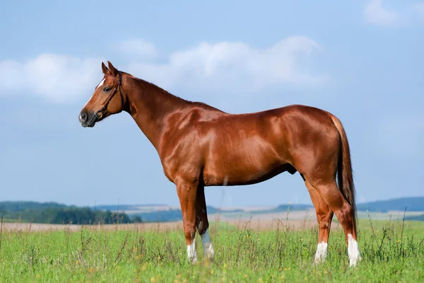 Каштановый конь стоит в поле — стоковое фото