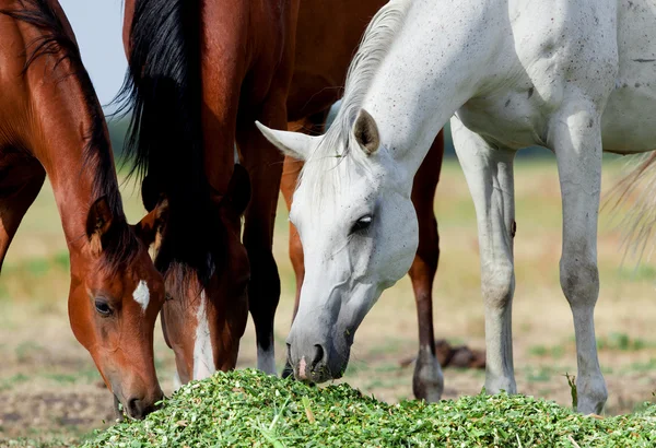 Arabian horses eating grass in field — Stock Photo, Image