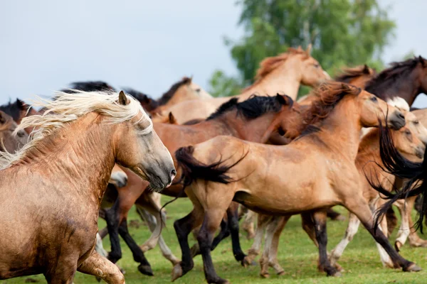 Vilda hästar kör galopp i fältet — Stockfoto