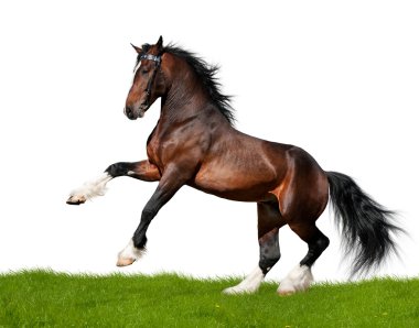 Bay horse isolated on white with grass clipart