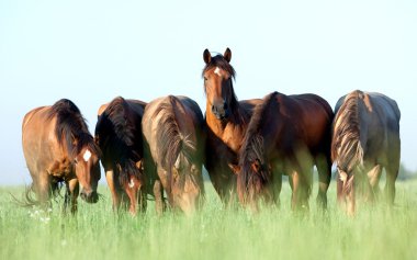 Young horses eating grass in field clipart