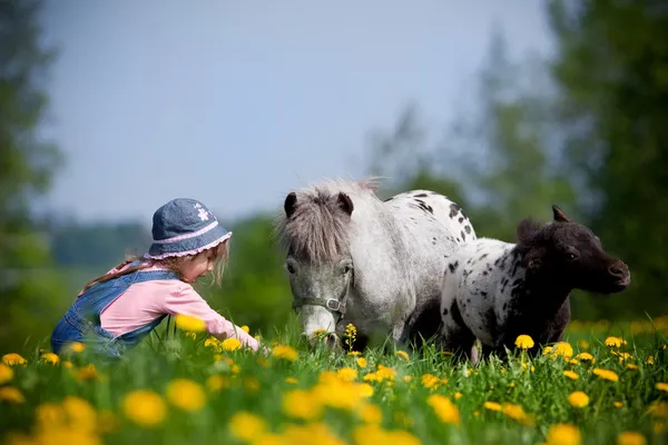 Kind en kleine paarden in het veld — Stockfoto