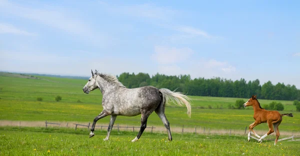 Merrie met een veulen rondrennen op een veld — Stockfoto