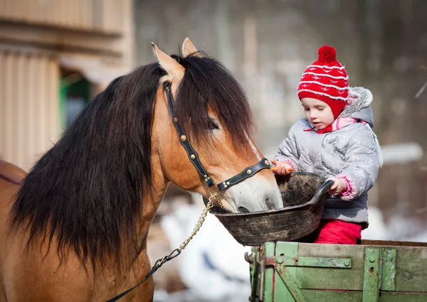 Kind füttert ein Pferd — Stockfoto