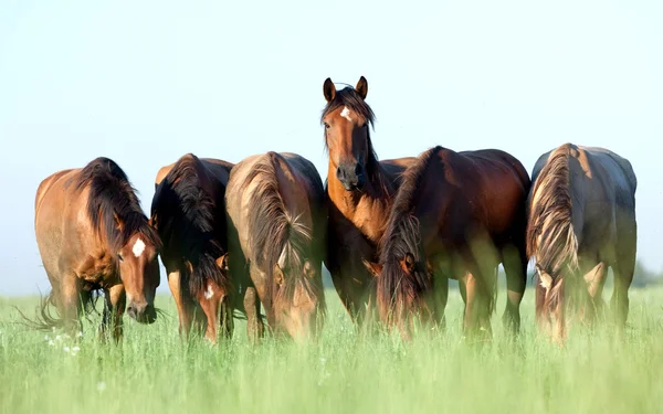 Молоді коні їдять траву в полі Стокове Зображення