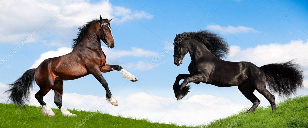 Two powerful horse run on the hill.