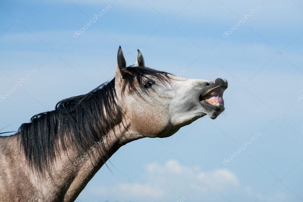 Fotos de Cavalo sorrindo, Imagens de Cavalo sorrindo sem royalties