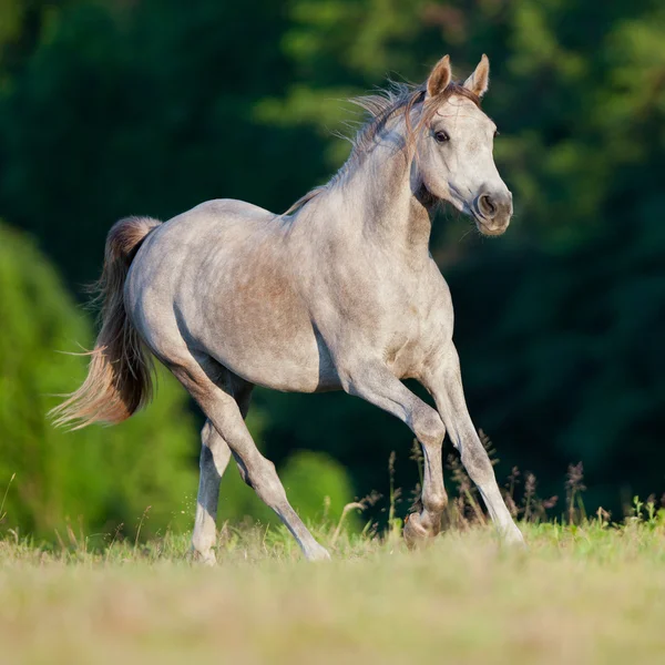 アラビアの灰色の馬 — ストック写真