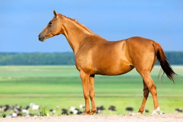Kastanj häst — Stockfoto