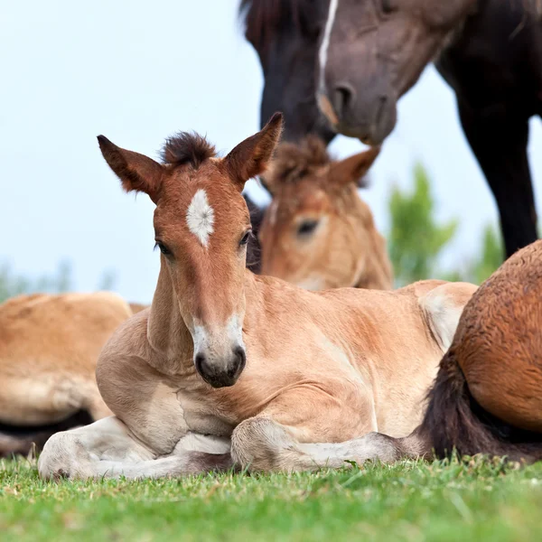 Foal lying — Stock Photo, Image