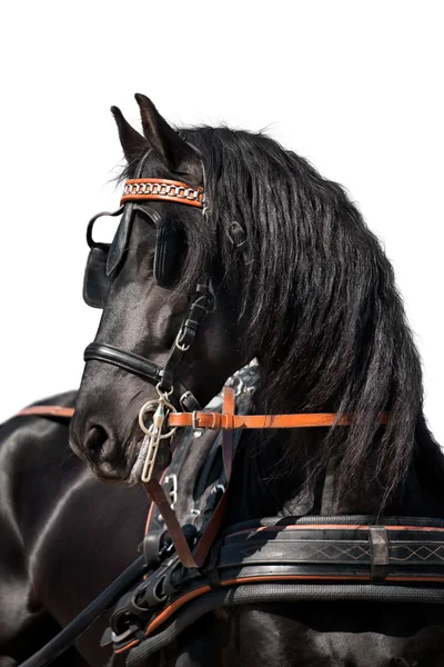 stock image Friesian horse isolated