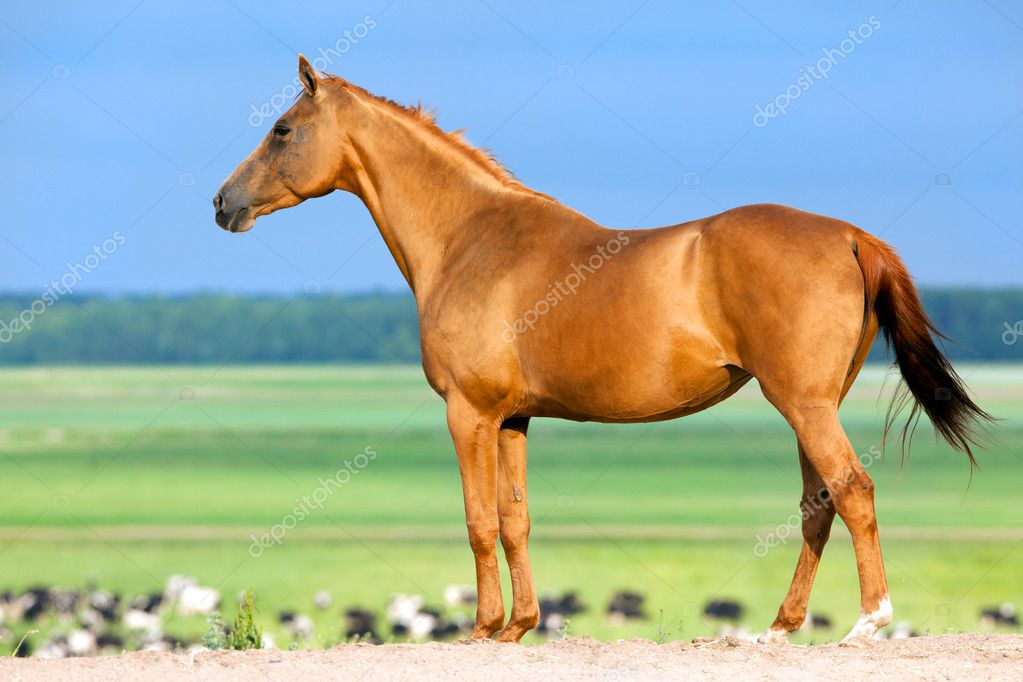 chestnut horse |图库照片08alexia#8418972