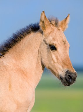 Foal in sunset clipart