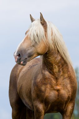 Horse portrait in field clipart