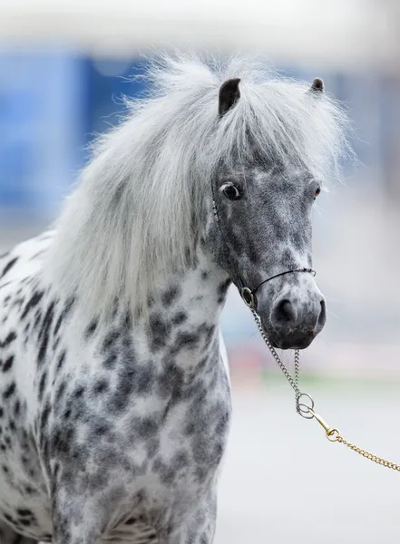 Portret van grijze gevlekte pony appaloosa — Stockfoto
