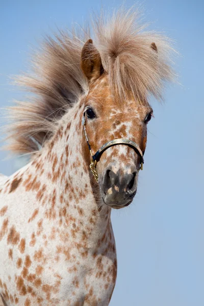 Portrait of sorrel spotted pony appaloosa — Stock Photo, Image
