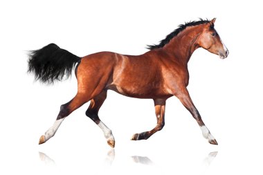 Trakehner horse isolated clipart