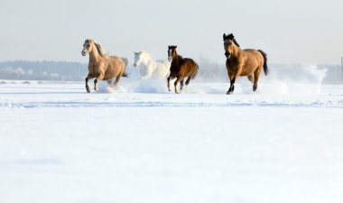 Horses running in winter clipart