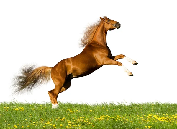 Cavallo di castagno galoppa su bianco — Foto Stock