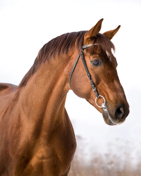 Портрет каштановой лошади — стоковое фото