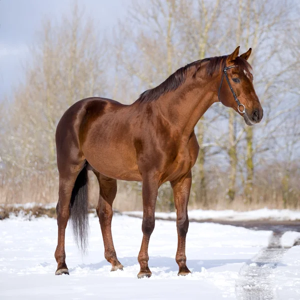 Kastanj häst står i fältet — Stockfoto