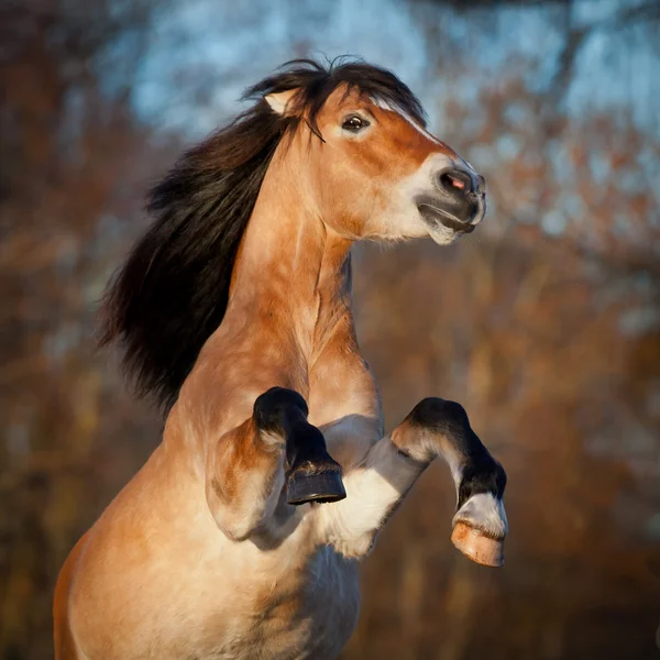 말을 숲에 양육 베이 — 스톡 사진