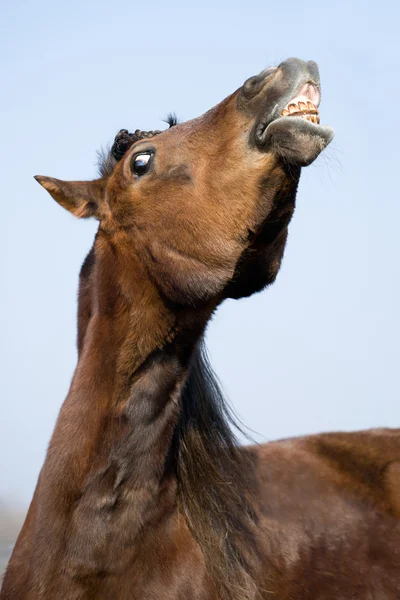 Лошадь Бэй улыбнулась — стоковое фото