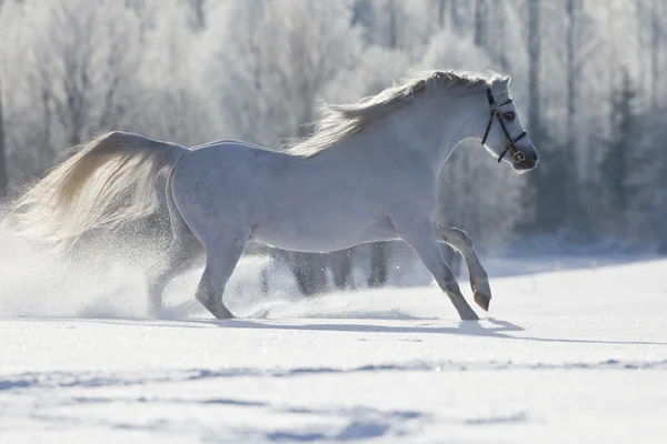 Cavalo branco correndo no inverno — Fotografia de Stock