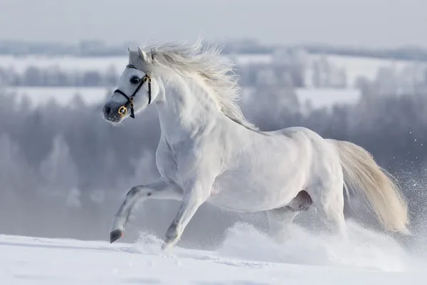 Cavalo branco correndo no inverno — Fotografia de Stock