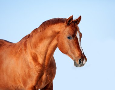 Arabian chestnut horse clipart