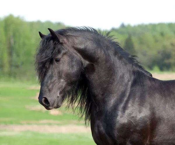 Zwarte paard in veld — Stockfoto