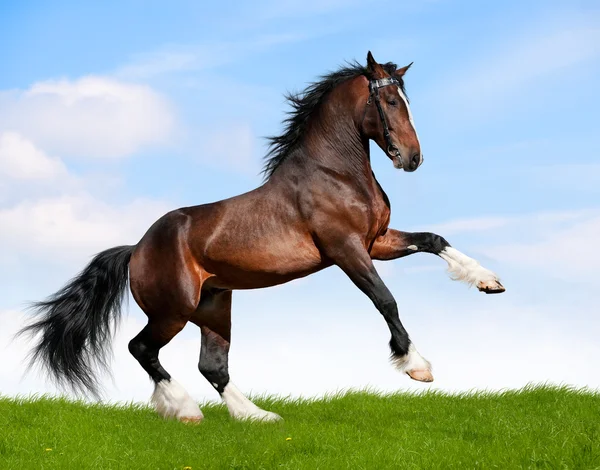 Bay horse gallop — Stock Photo, Image