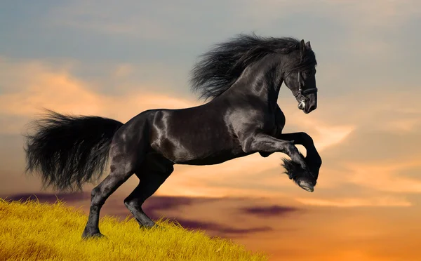 Galope de caballo negro — Foto de Stock