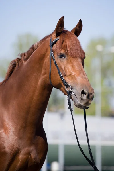 Kastanje paard hoofd — Stockfoto
