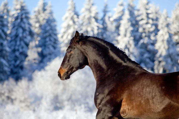 Cavalo da baía correndo no inverno — Fotografia de Stock