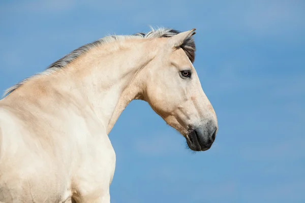 Koně proti obloze — Stock fotografie