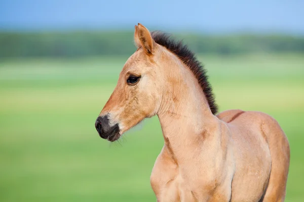 Foal in veld — Stockfoto