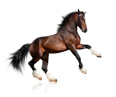Bay horse isolated clipart