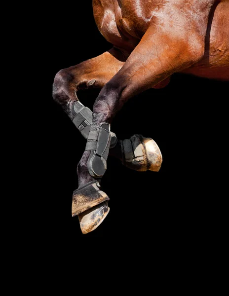 Piernas de caballo aisladas —  Fotos de Stock
