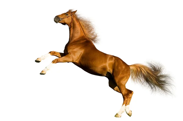 分離した栗の馬 — ストック写真