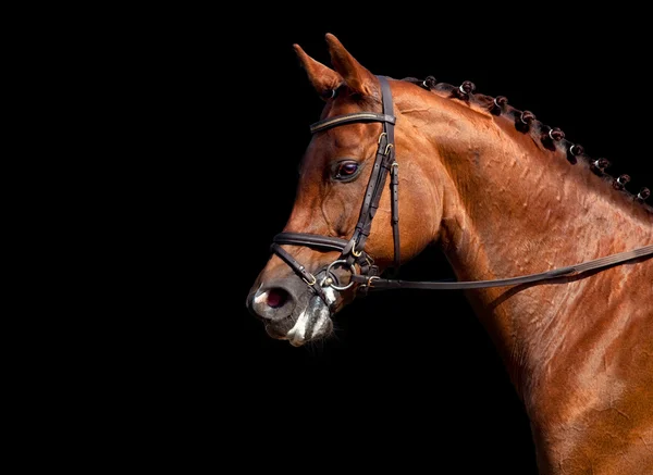 分離された馬馬場馬術 — ストック写真