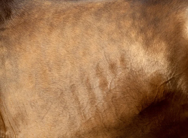 Peau de cheval Bay — Photo