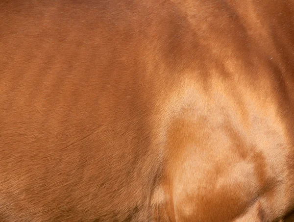 Kaštanový kůň kůže — Stock fotografie