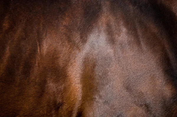 Braunes Pferdefell — Stockfoto