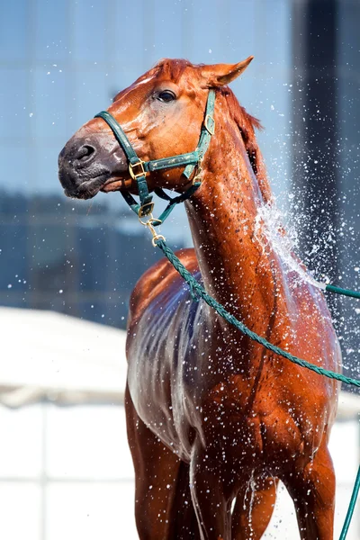 Paard wassen — Stockfoto